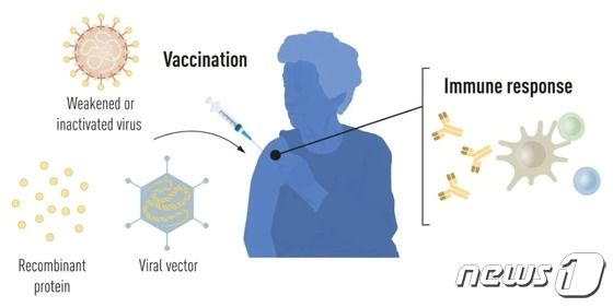 mRNA 백신이 인체에 작용하는 과정.(노벨위원회 제공)