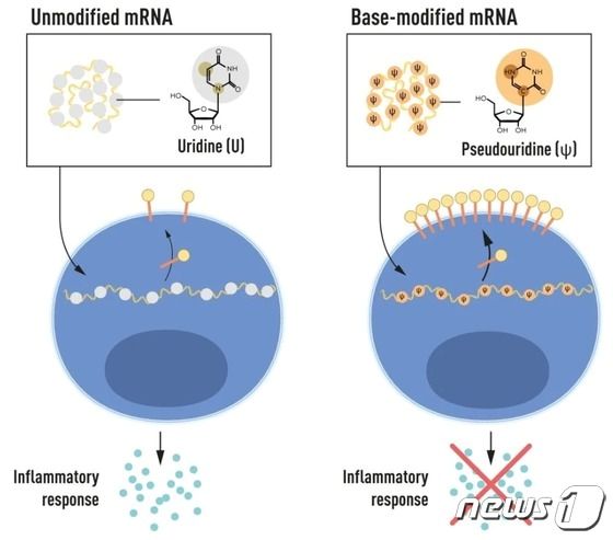 변형되지 않은 mRNA 한계(왼쪽)와 카탈린 카리코 수석부사장, 드루 와이스먼 교수가 발견한 염기 변형 mRNA 특성.(노벨위원회 제공).jpg