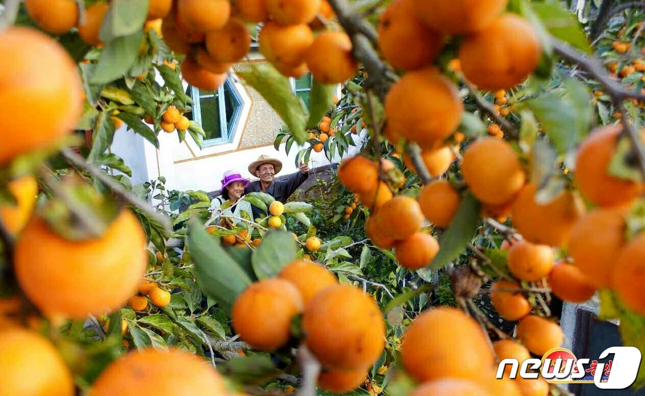 (평양 노동신문=뉴스1) = 북한 노동당 기관지 노동신문은 20일 "유명한 감 고장인 안변군 천삼리에 감 풍년이 들었다"라고 보도했다. 신문은 "당의 은정 속에 풍작을 이룩한 천삼 …