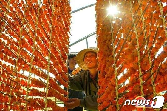 '감 풍년' 선전한 북한…