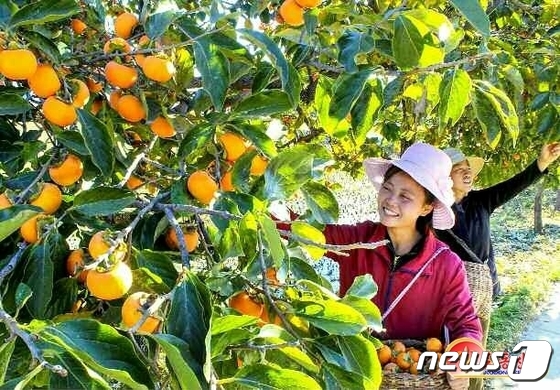 북한 "우리 인민의 행복한 생활"…안변군 '감 풍년' 선전