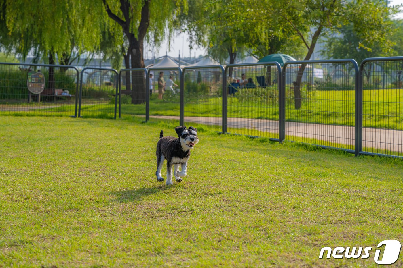 본문 이미지 - 안양천 반려견 쉼터에서 뛰어노는 반려견(서울관광재단 제공)