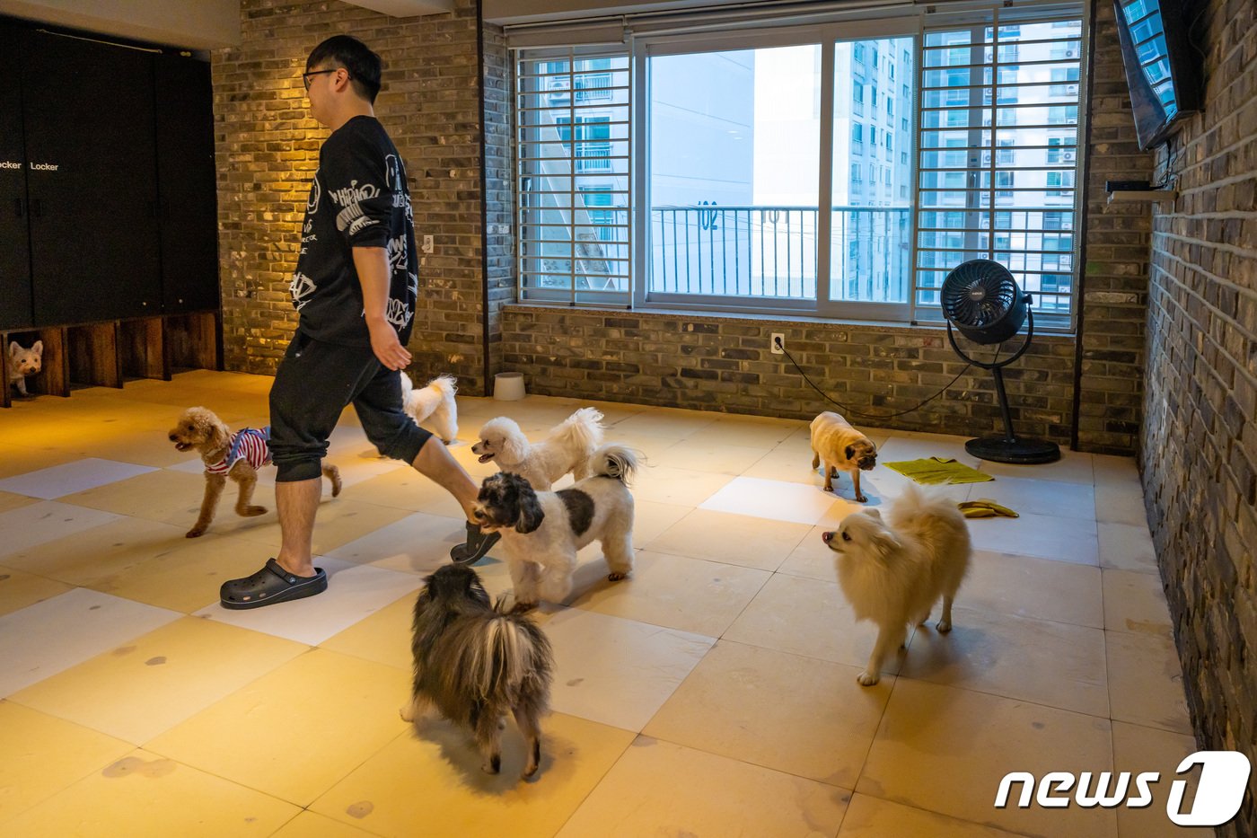 본문 이미지 - 애견카페 멍 소형견룸(서울관광재단 제공)