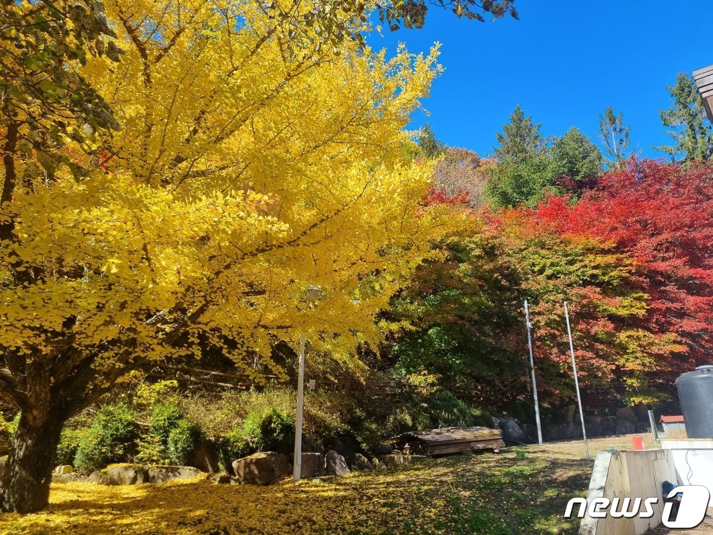 본문 이미지 - 올 가을 단풍 절정기에 접어든 22일 강원 평창군 대관령면에 위치한 대관령 하늘목장 산책로에 오색빛 단풍이 물들어 있다.2023.10.22/뉴스1 ⓒ News1 윤왕근 기자