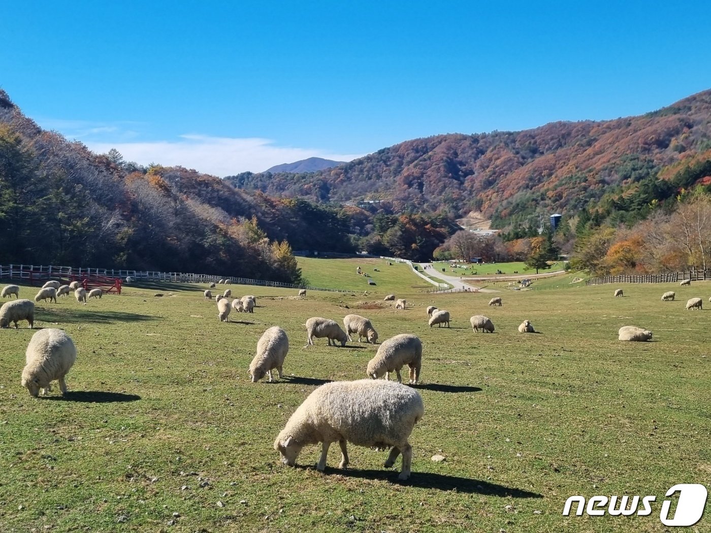 본문 이미지 - 올 가을 단풍 절정기에 접어든 22일 강원 평창군 대관령면에 위치한 대관령 하늘목장 초지에서 양떼들이 풀을 뜯으며 여유로운 시간을 만끽하고 있다.2023.10.22/뉴스1 ⓒ News1 윤왕근 기자