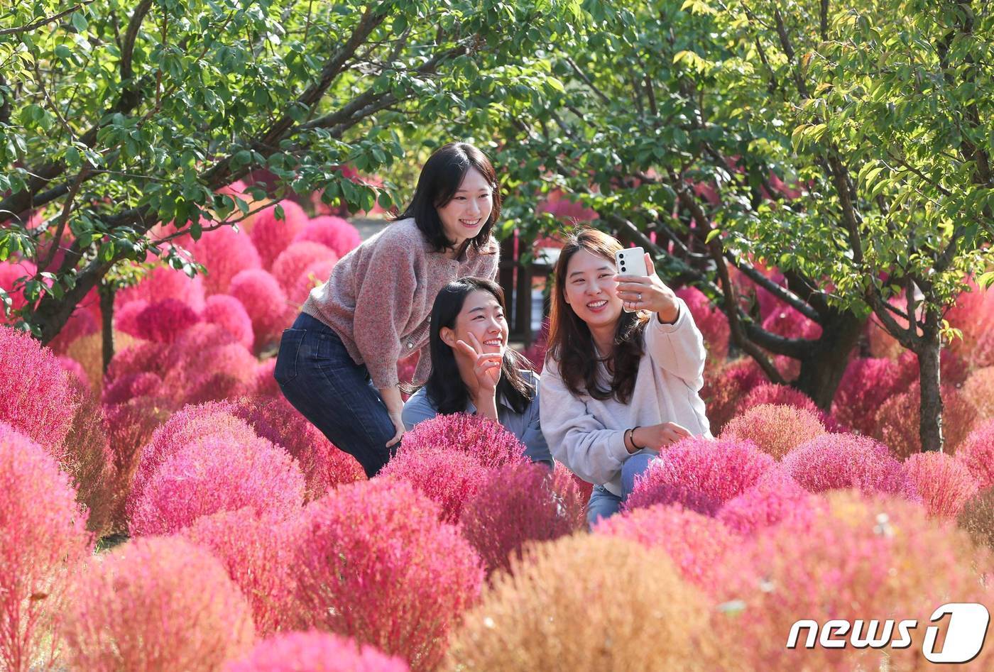 본문 이미지 - 붉게 물든 코키아가 가득한 에버랜드 하늘정원길(에버랜드 제공)