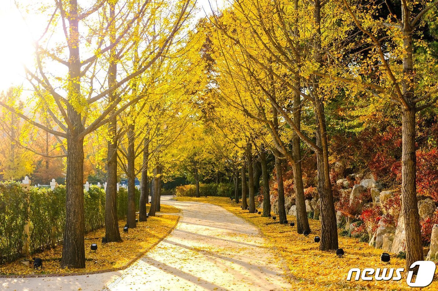 본문 이미지 - 황금빛 단풍 산책을 즐길 수 있는 에버랜드 은행나무길(에버랜드 제공)