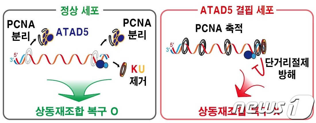 본문 이미지 - DNA 이중나선절단 부위에 남은 PCNA가 상동재조합 복구 결함을 일으키는 메커니즘.(IBS 제공)/뉴스1