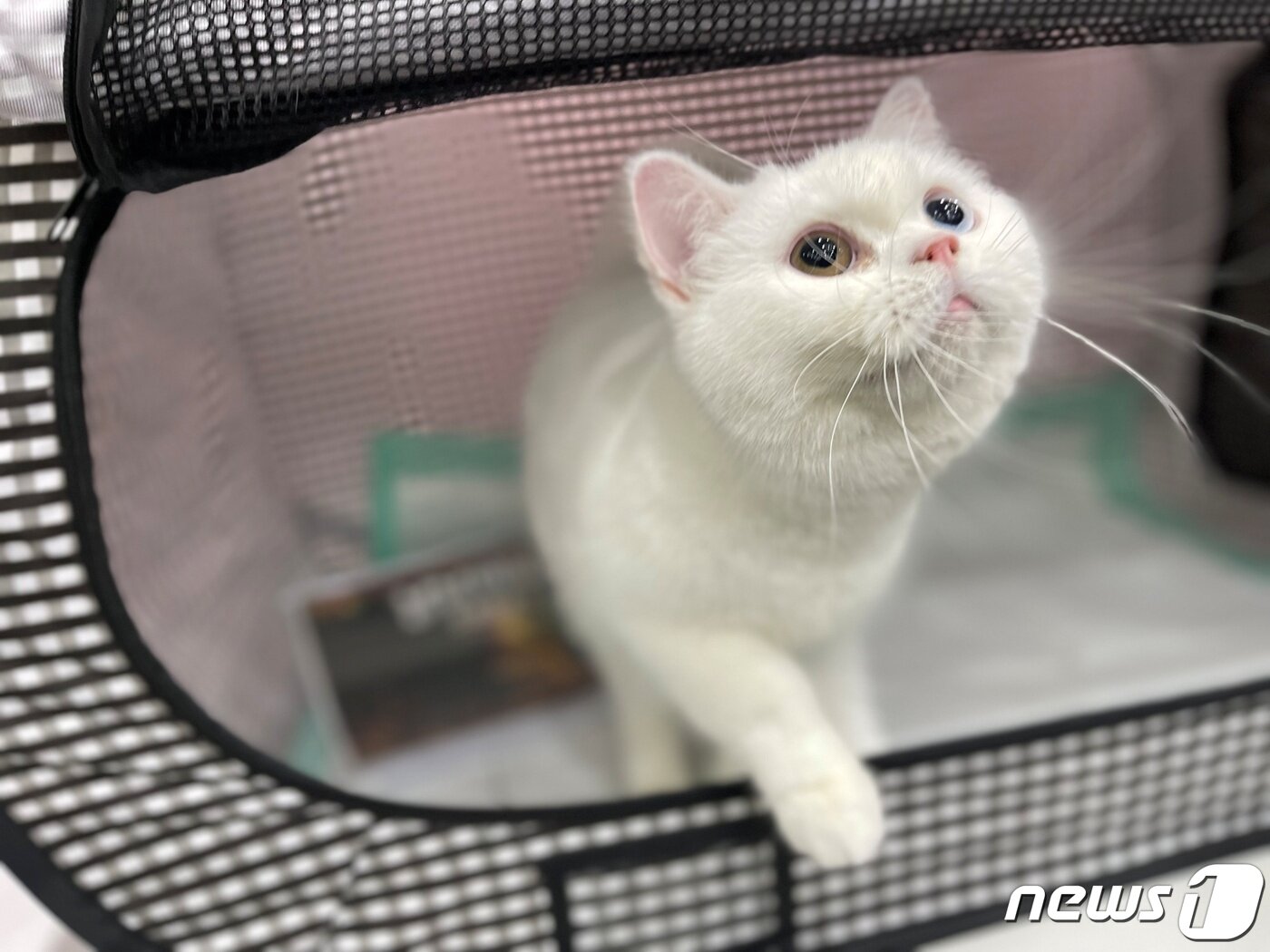본문 이미지 - 21일 시흥에서 개최된 CFA 캣쇼에 출전한 고양이(마즈 제공) ⓒ 뉴스1
