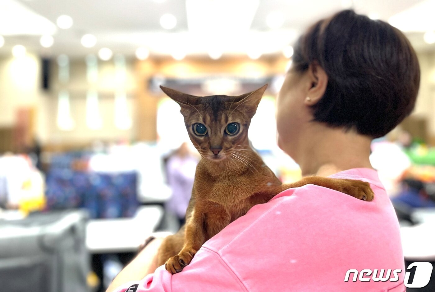 본문 이미지 - CFA 캣쇼에 참가해 보호자와 출전을 준비 중인 아비시니안 종의 고양이(마즈 제공) ⓒ 뉴스1