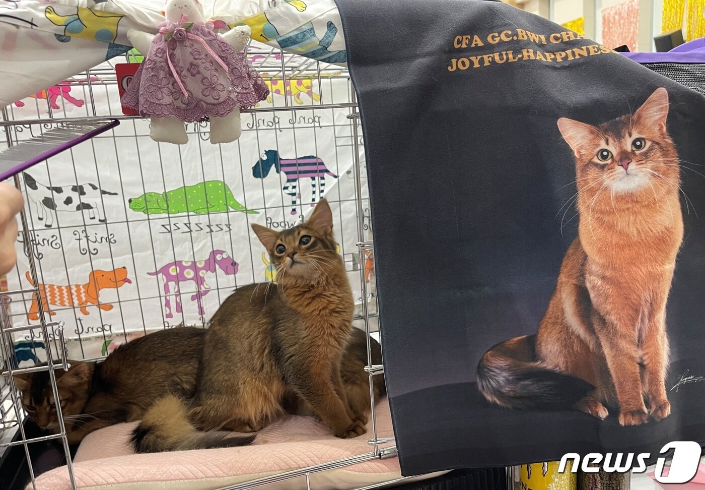 본문 이미지 - 21일 열린 CFA 캣쇼 출전을 기다리고 있는 고양이(한국마즈 제공) ⓒ 뉴스1