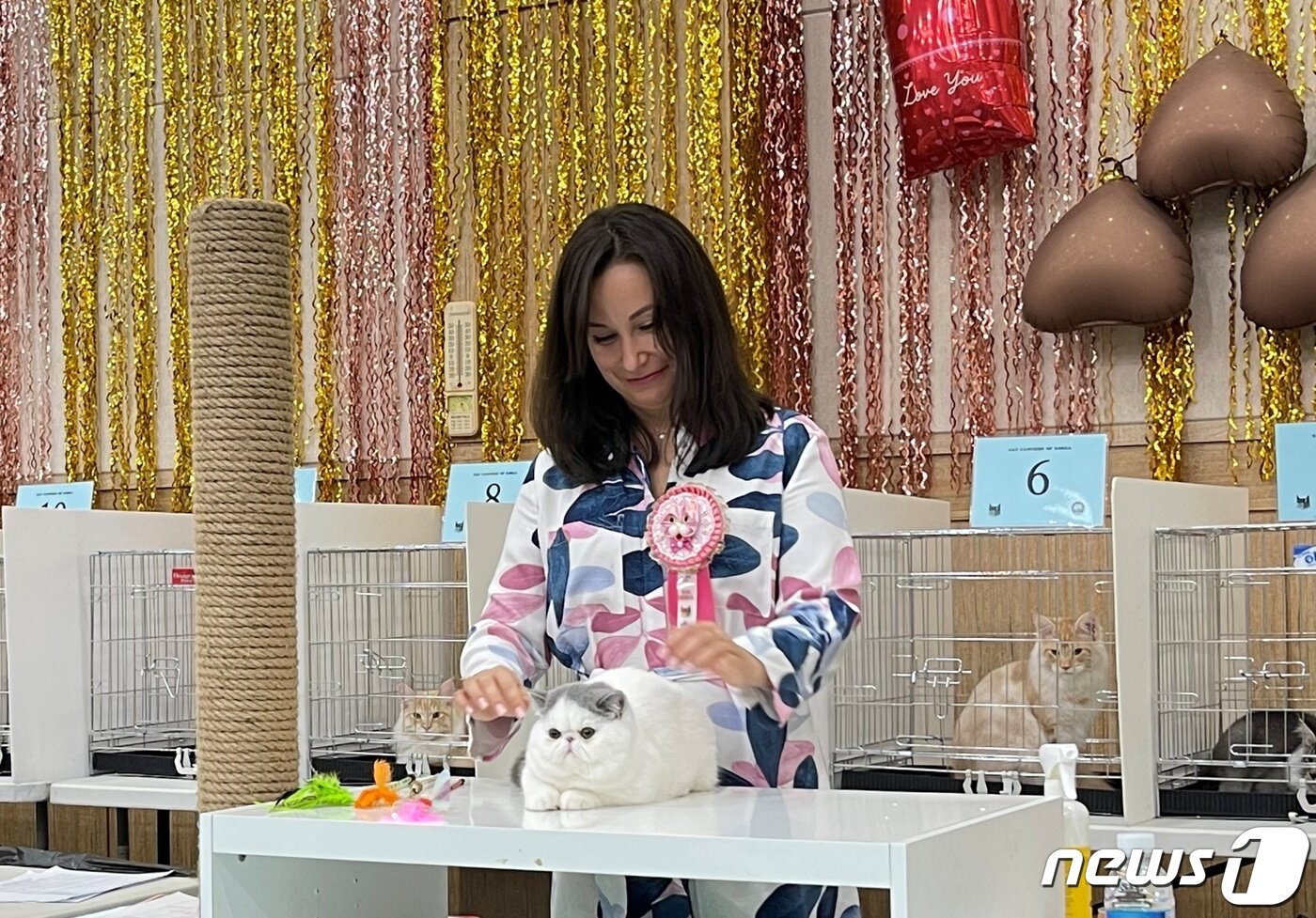 본문 이미지 - 21일 시흥에서 열린 CFA 캣쇼에서 심사 중인 저지(한국마즈 제공) ⓒ 뉴스1