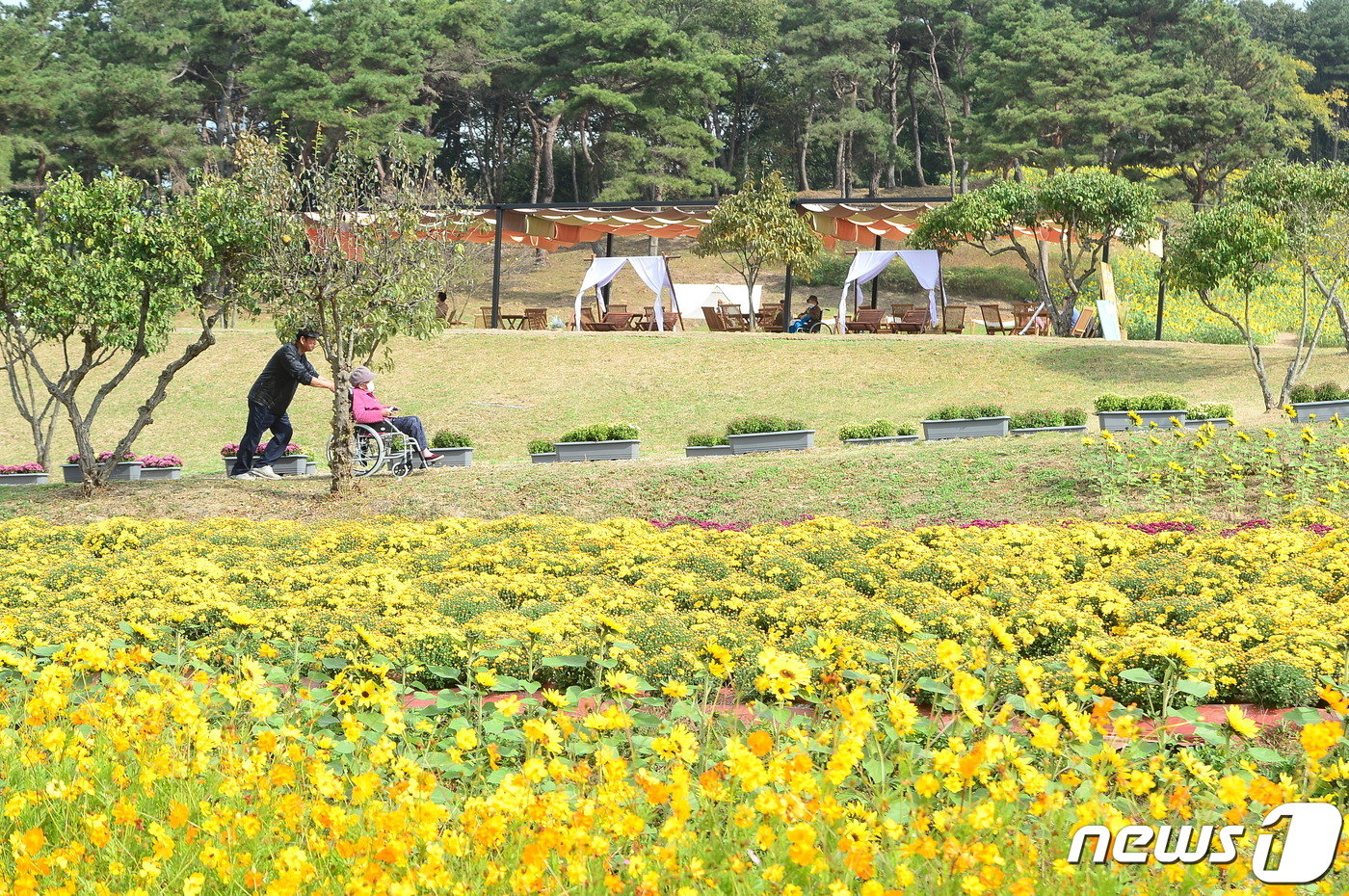 24일 전남 화순군 도곡면 일원에서 열리고 있는 2023 화순 고인돌 가을꽃축제 현장을 찾은 관람객들이 형형색색의 꽃들을 감상하고 있다. 2023.10.24/뉴스1 ⓒ News1 박지현 수습기자