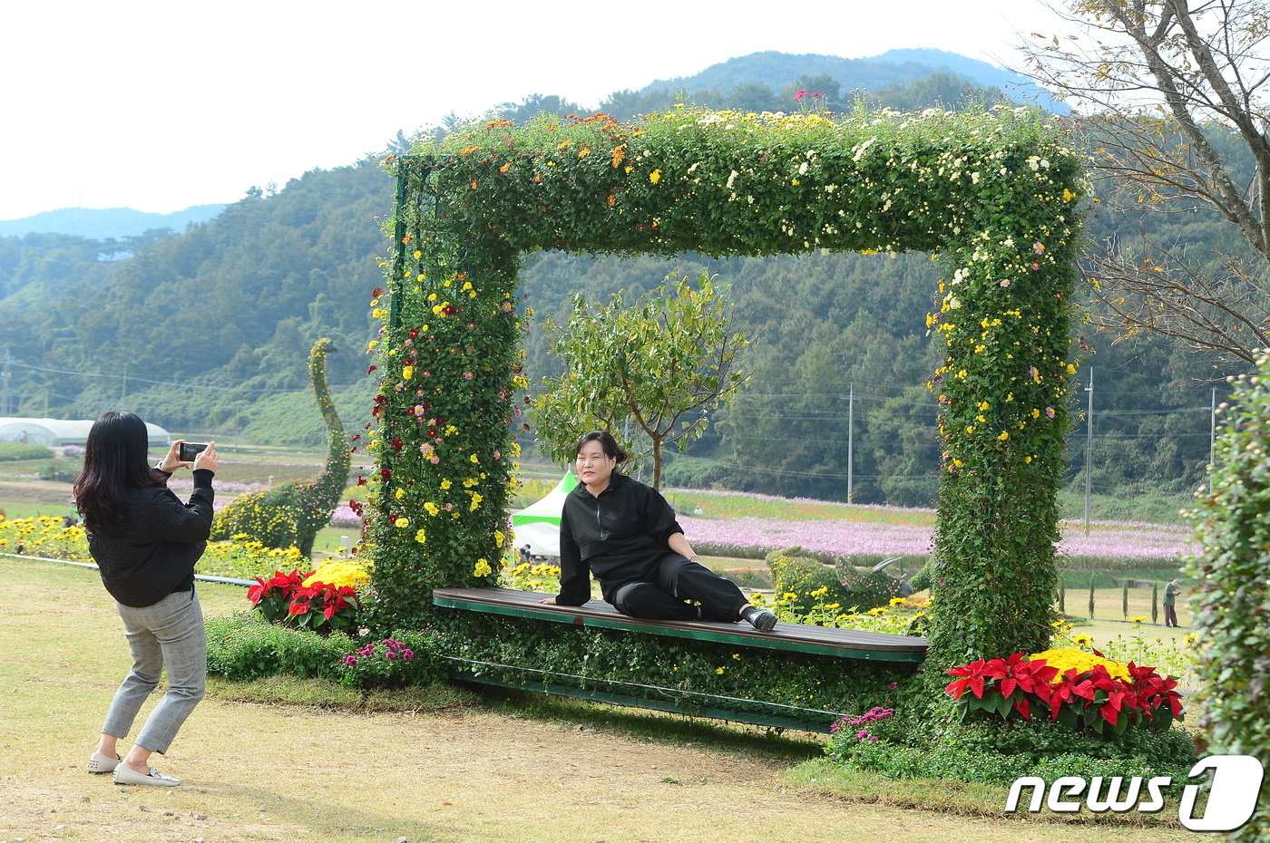 24일 전남 화순군 도곡면 일원에서 열리는 &#39;2023 화순 고인돌 가을꽃 축제&#39;에서 관람객이 사진을 찍고 있다. 2023.10.24/뉴스1 ⓒ News1 박지현 수습기자