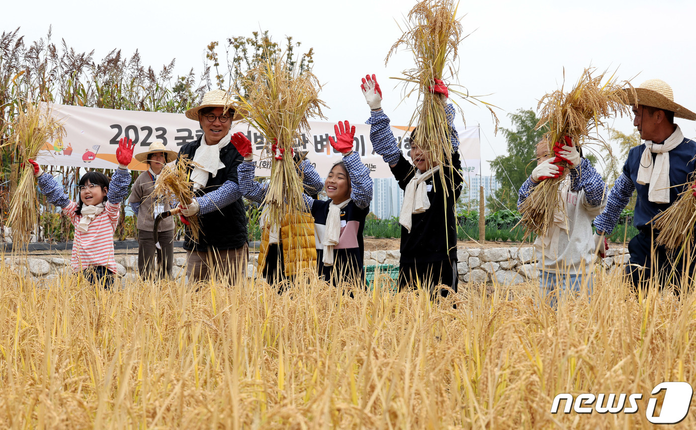 (수원=뉴스1) 장수영 기자 = 서리가 내리기 시작한다는 절기상 상강(霜降)인 24일 오전 경기 수원시 국립농업박물관에서 벼베기 체험에 나선 어린이들이 직접 잘라낸 벼를 들어보이고 …