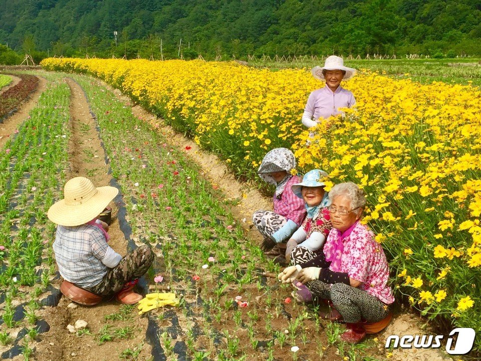 인제군 냇강마을에서 꽃밭 조성 중인 할머니들.&#40;인제군 제공&#41;/뉴스1