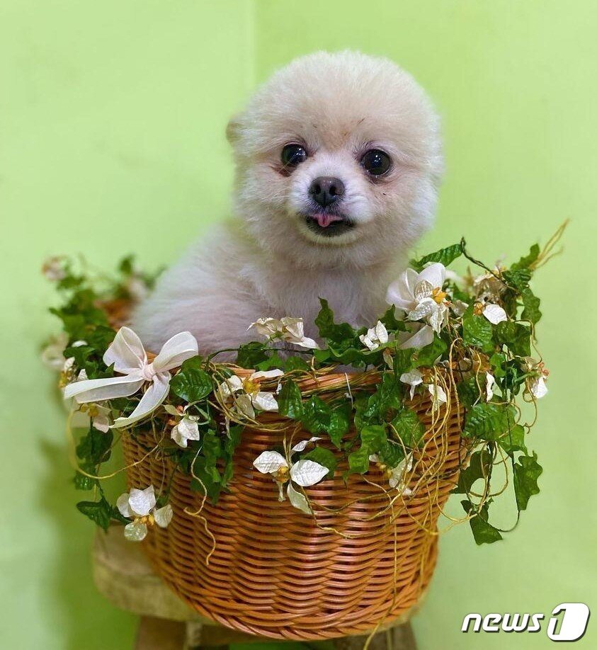 본문 이미지 - 코리안독스에서 보호 중인 강아지의 모습.(코리안독스 제공) ⓒ 뉴스1