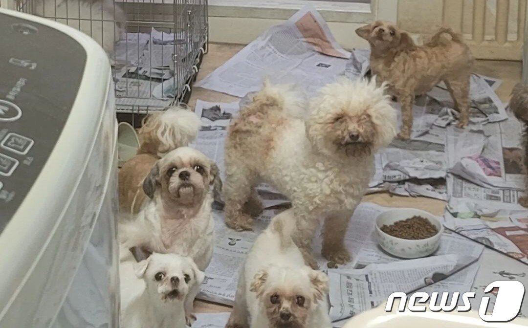 본문 이미지 - 9월 1일 진행된 화성 번식장 구조 현장.(코리안독스 제공) ⓒ 뉴스1