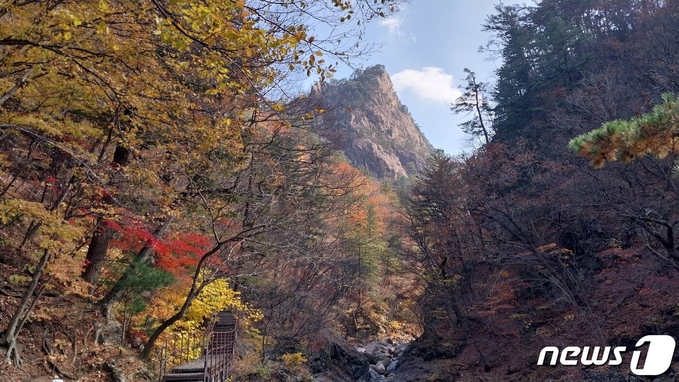 본문 이미지 - 지난 24일 설악산 수렴동 일대 물든 단풍.(설악산국립공원사무소 제공) 2023.10.25/뉴스1