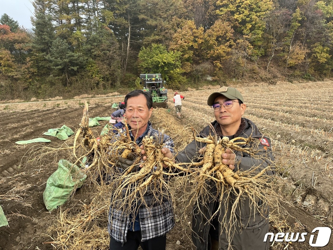 KGC인삼공사와 계약재배를 맺어 온 이명우씨와 그의 아들 이상철씨가 올해 수확한 인삼을 들어 보이고 있다. ⓒ 뉴스1/신민경 기자.