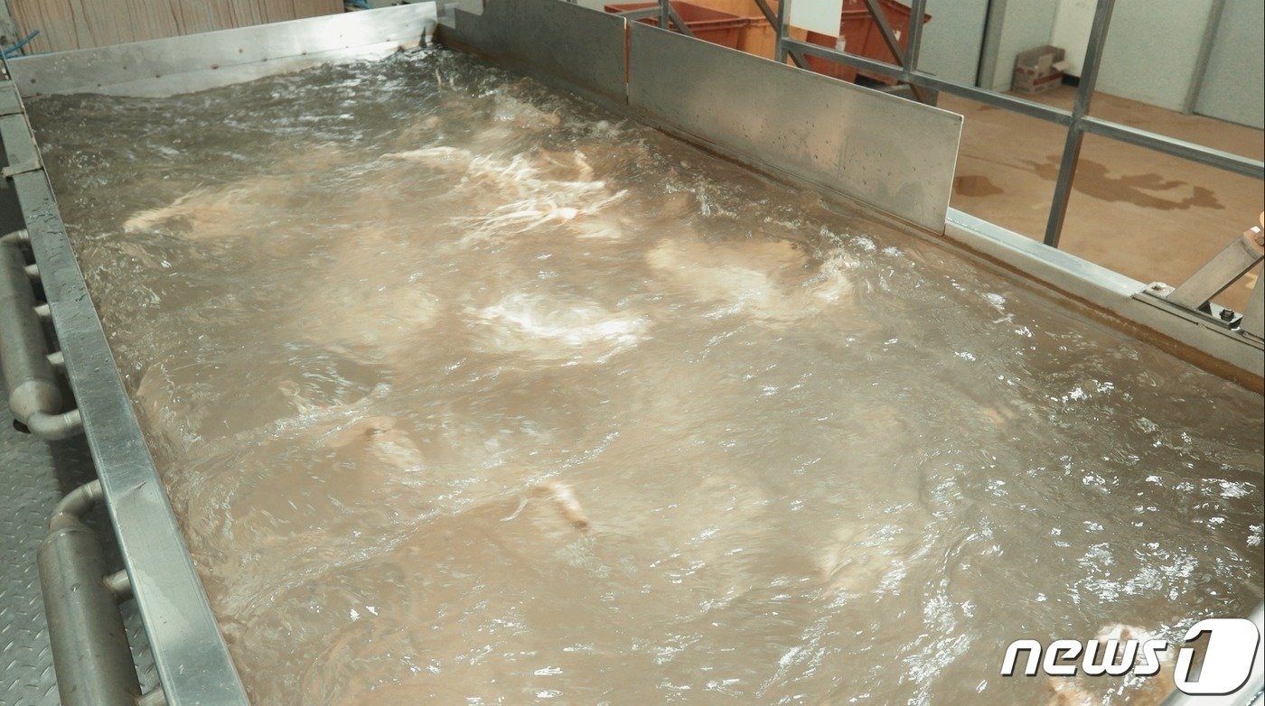 본문 이미지 - 자동화설비가 수삼을 세척하고 있다.(KGC인삼공사 제공)