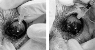 본문 이미지 - 녹내장 걸린 강아지에게 시도포비어 약물을 주입하고 있다.(VIP동물의료센터 제공) ⓒ 뉴스1