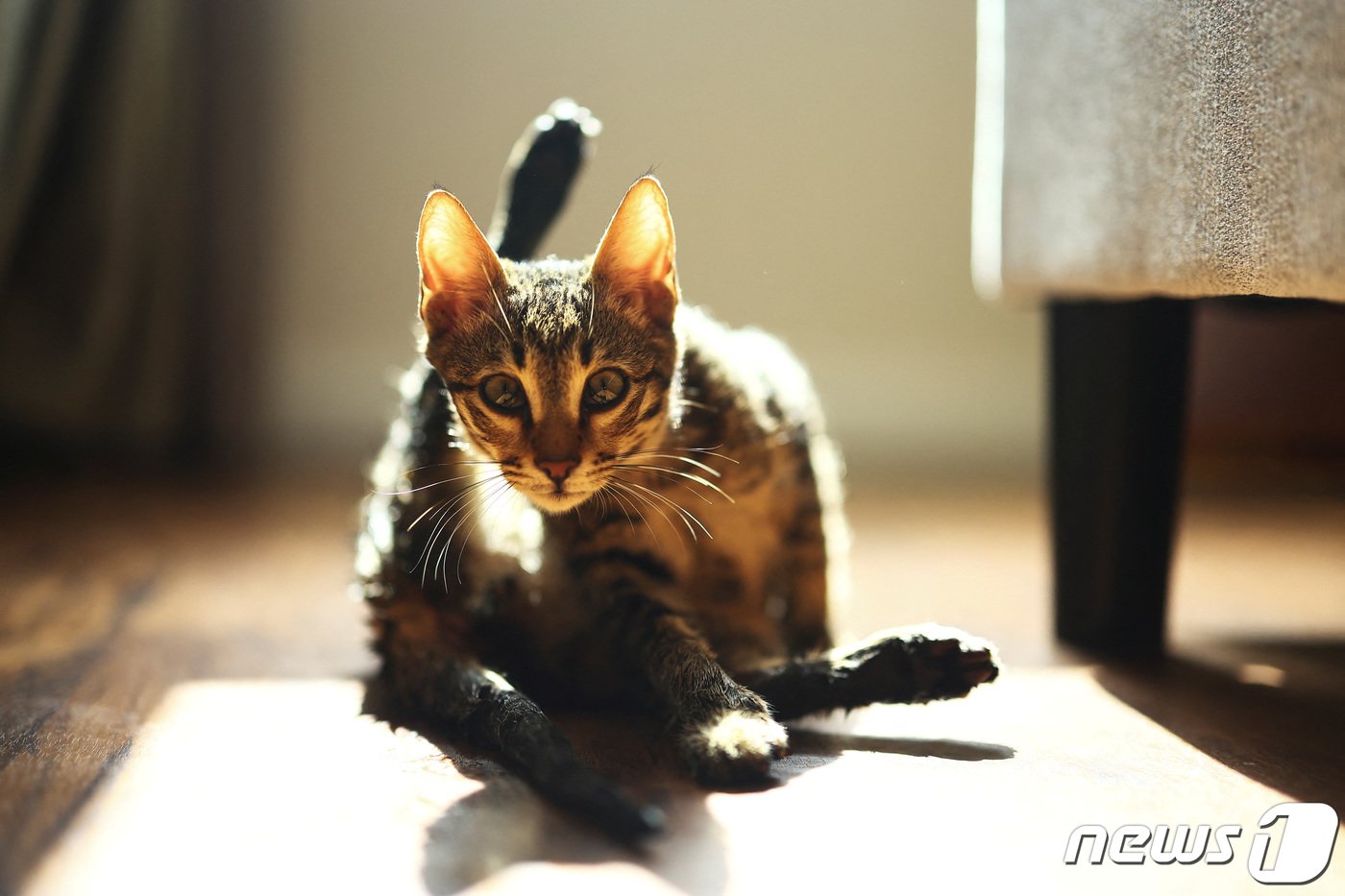 본문 이미지 - 고양이. 2023.10.26 ⓒ 로이터=뉴스1 ⓒ News1 정지윤 기자