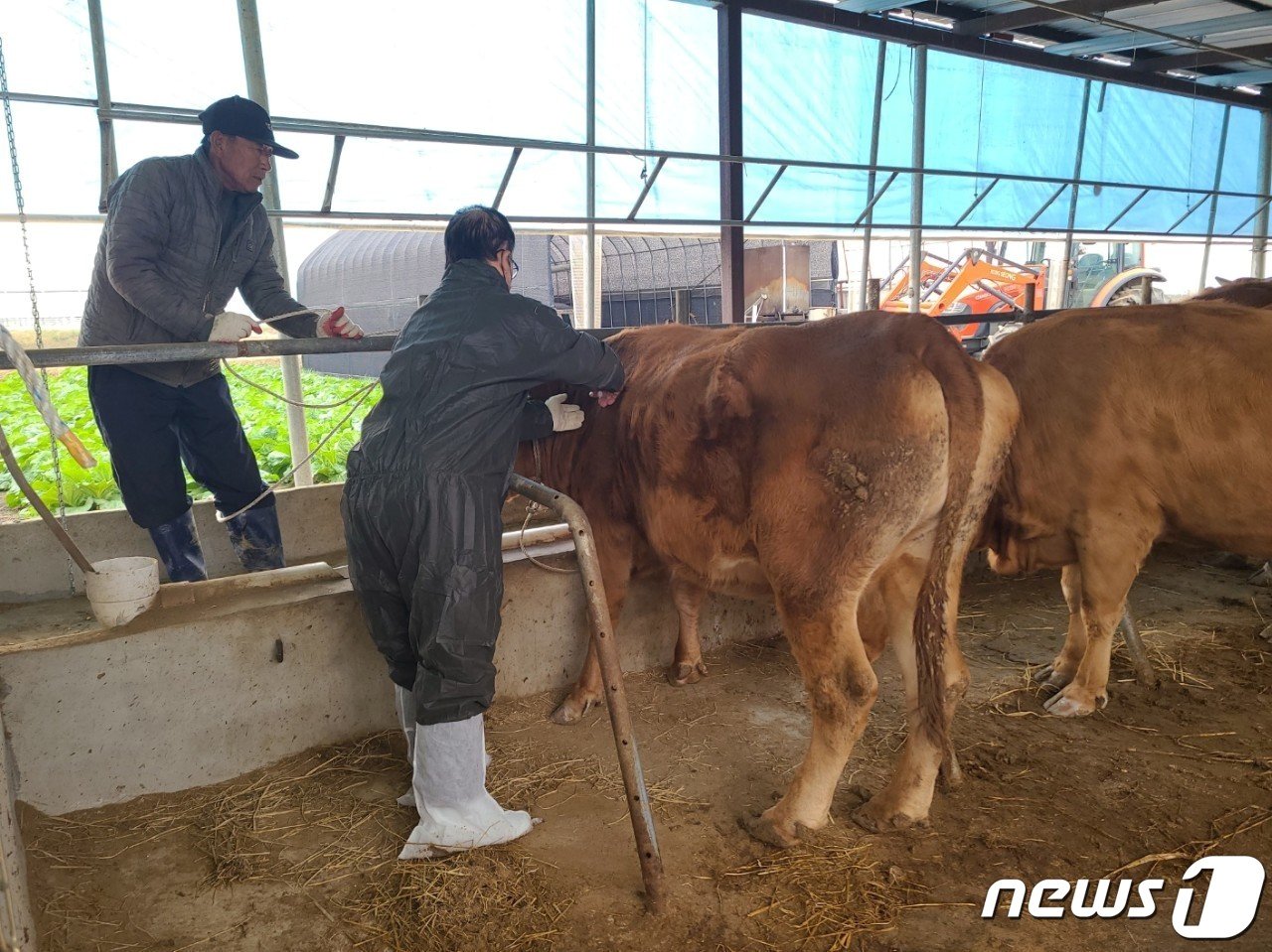 본문 이미지 - 한 축산농가에서 럼피스킨병 예방 백신 접종이 이뤄지고 있다.(자료사진)ⓒ News1 DB