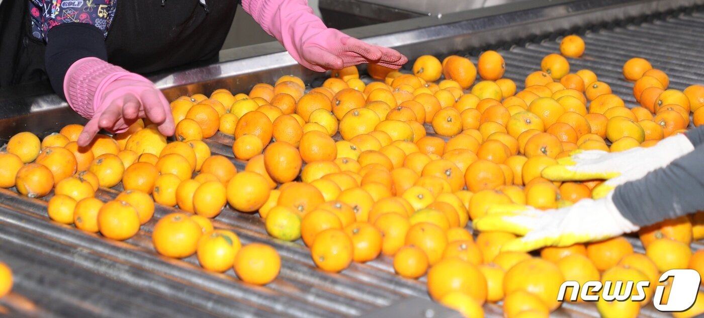본문 이미지 - 제주감귤 선과장&#40;자료사진&#41;/뉴스1