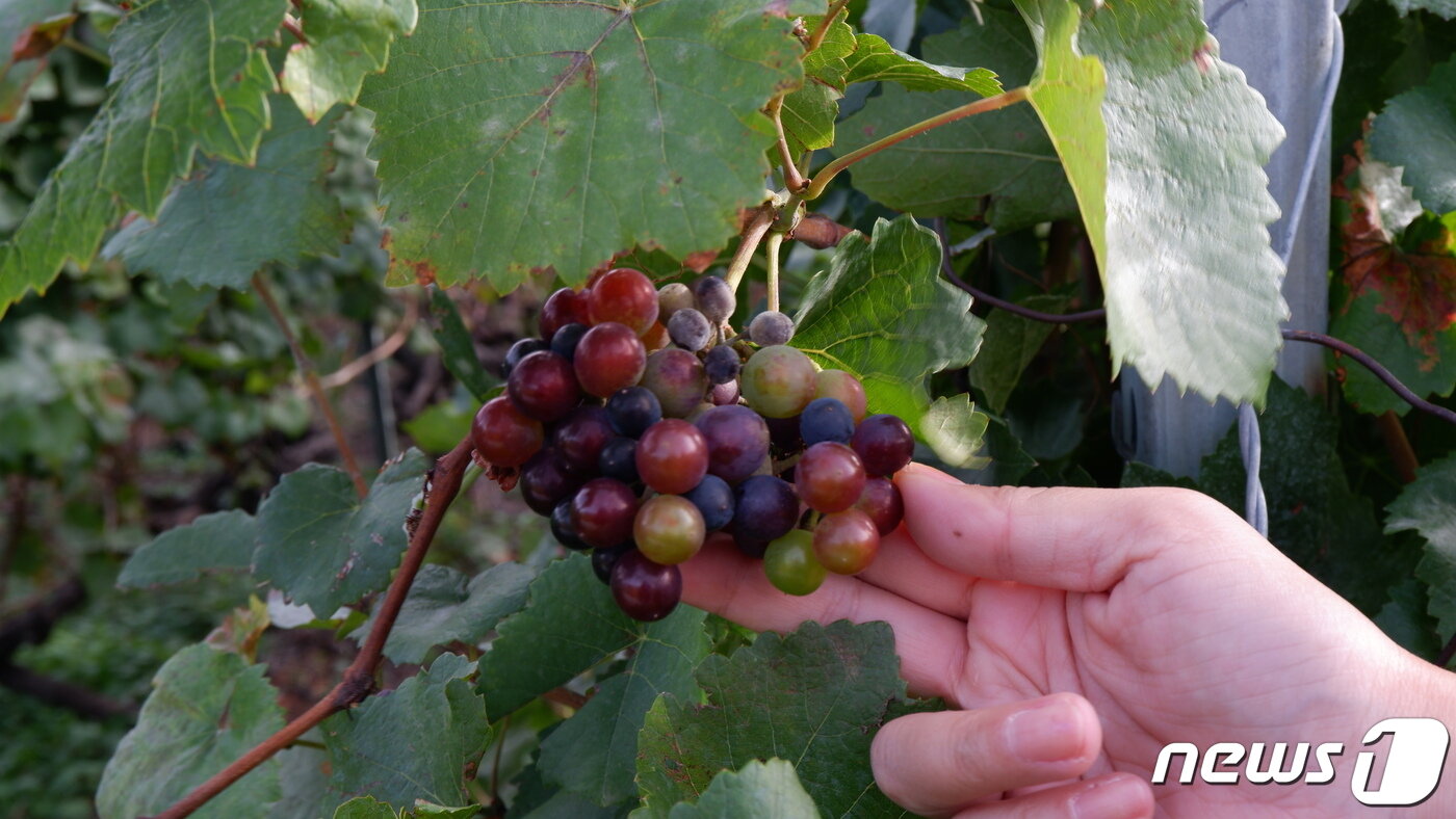 본문 이미지 - 와인 트레일 중에 볼 수 있는 포도ⓒ News1 