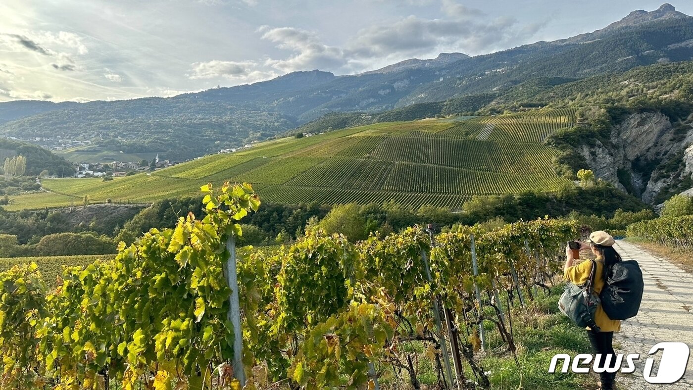 본문 이미지 - 포도밭을 걷다보면 자연이 만들어 낸 협곡도 만나게 된다ⓒ News1 