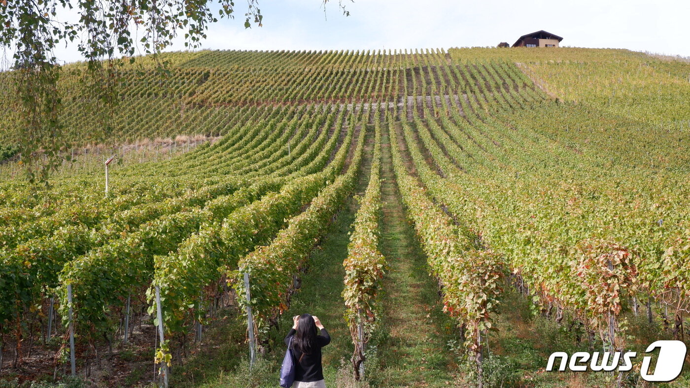 본문 이미지 - 방대한 포도밭을 보며 걸으면 절로 힐링된다ⓒ News1 