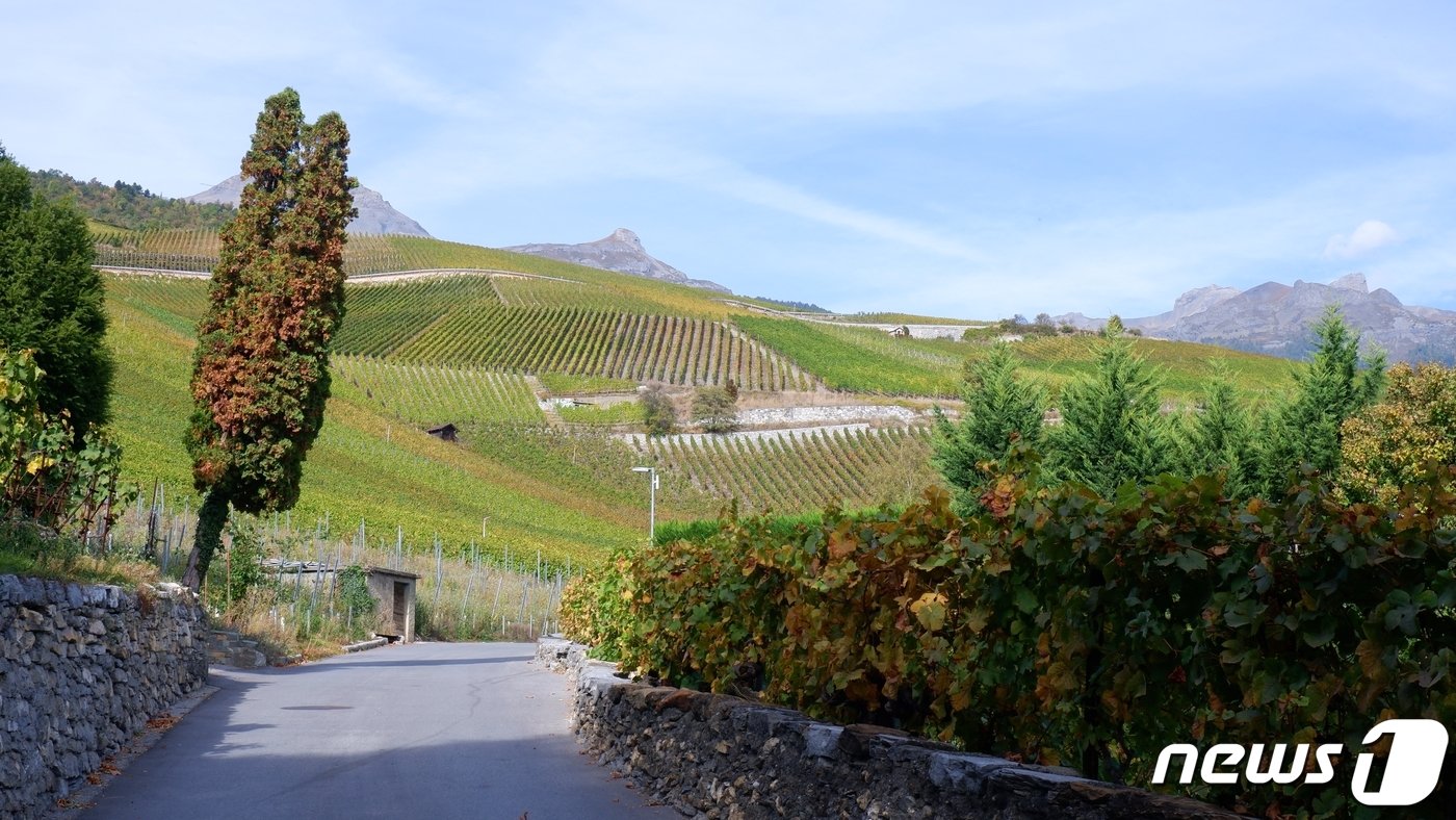 본문 이미지 - 시에르 와인 트레일ⓒ News1 