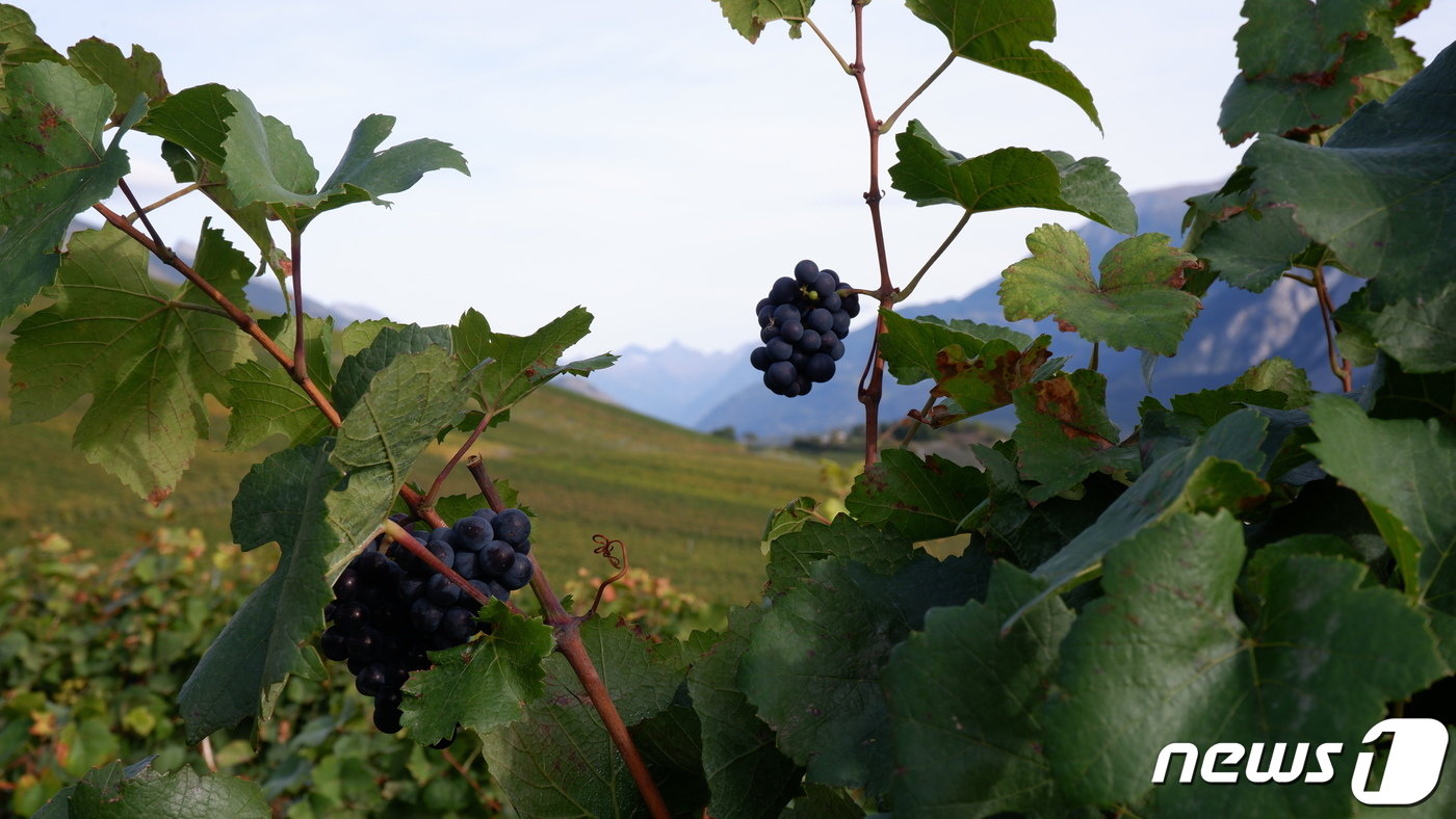 본문 이미지 - 와인트레일 하이킹 중 만난 아기자기한 포도ⓒ News1 