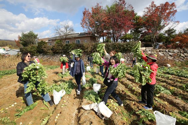 양구군, '청춘양구 펀치볼 시래기 사과축제' 입점 부스 공개 모집