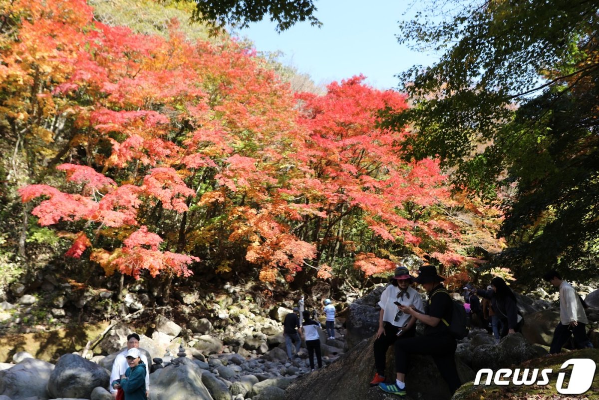한라산국립공원 천아계곡에서 탐방객들이 가을 단풍을 즐기고 있다.(자료사진)2023.10.29/뉴스1 © News1 고동명 기자