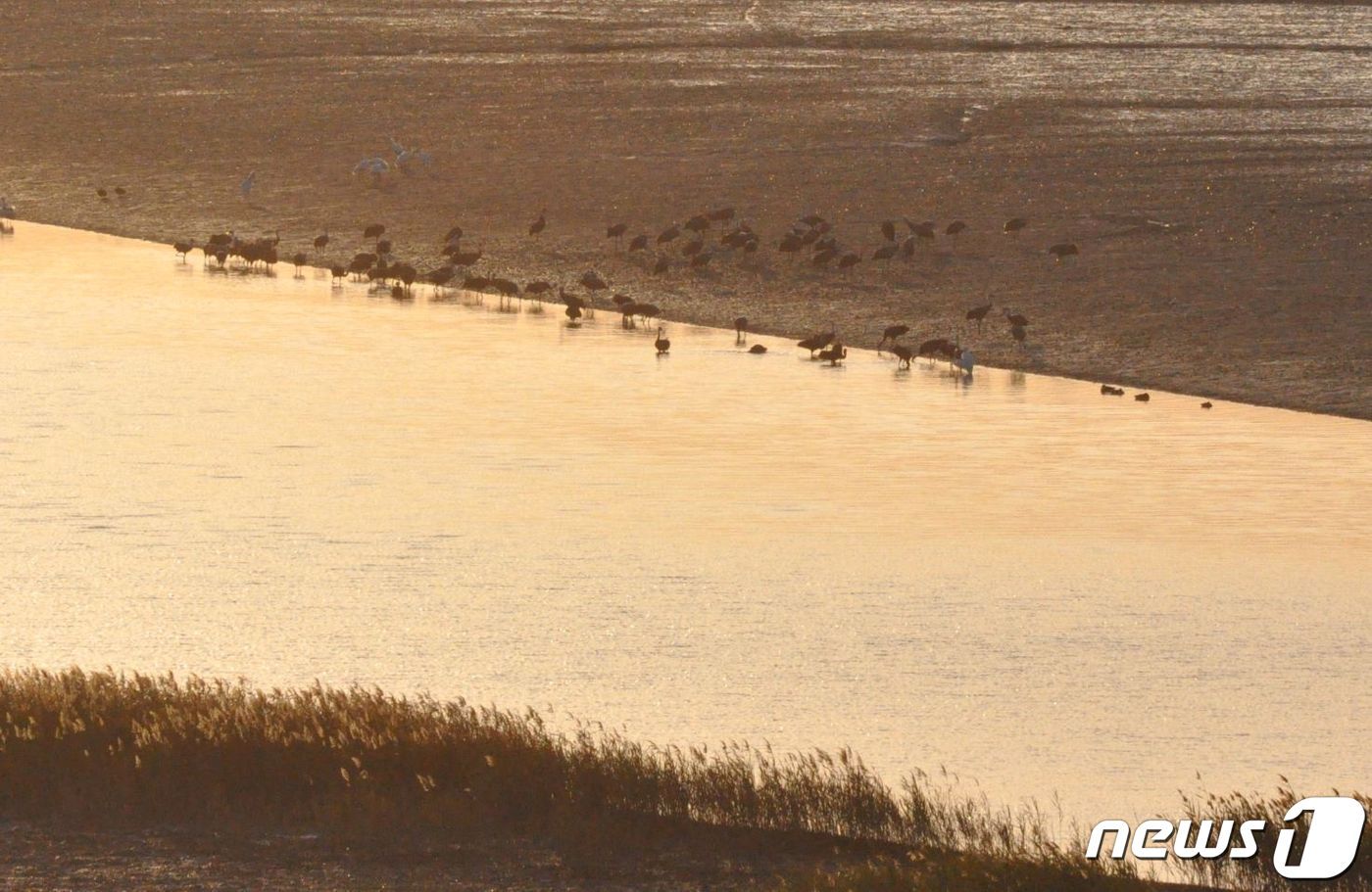 본문 이미지 - 올해 3월25일 순천만을 떠났던 흑두루미들이 번식을 마치고 다시금 순천만으로 돌아왔다.(순천시 제공) 2023.10.29/뉴스1