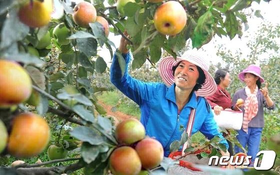 과일 수확하는 북한 온천과수농장 노동자들… 