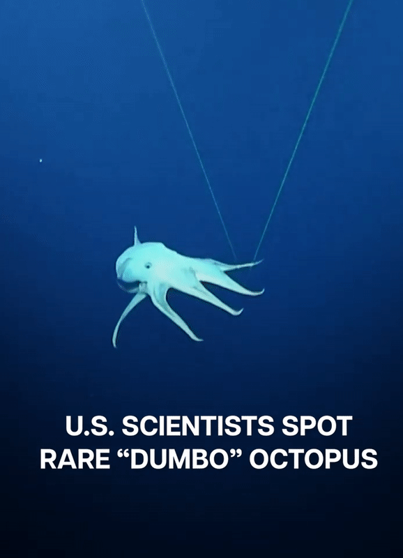 본문 이미지 - 문어과 생명체 중 가장 깊은 바다에 살고 있는 '덤보 문어'가 포착됐다. 노틸러스 라이브 유튜브 영상 갈무리