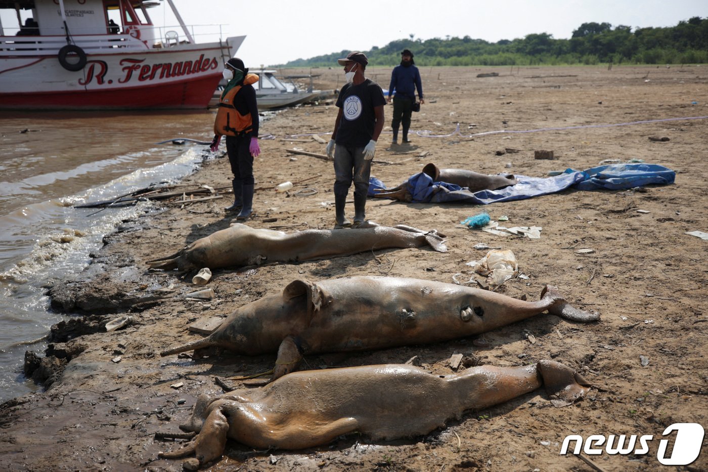 본문 이미지 - 아마존 테페 호수에서 수온이 섭씨 39도로 상승하면서 지난 한 주간 분홍 돌고래 120여마리의 사체가 발견됐다. 2023.10.01. ⓒ 로이터=뉴스1 ⓒ News1 정윤영 기자