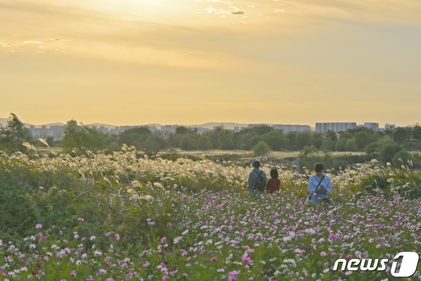 본문 이미지 - [자료사진] 광주서창억새축제. &#40;광주 서구 제공&#41; 2023.10.4/뉴스1
