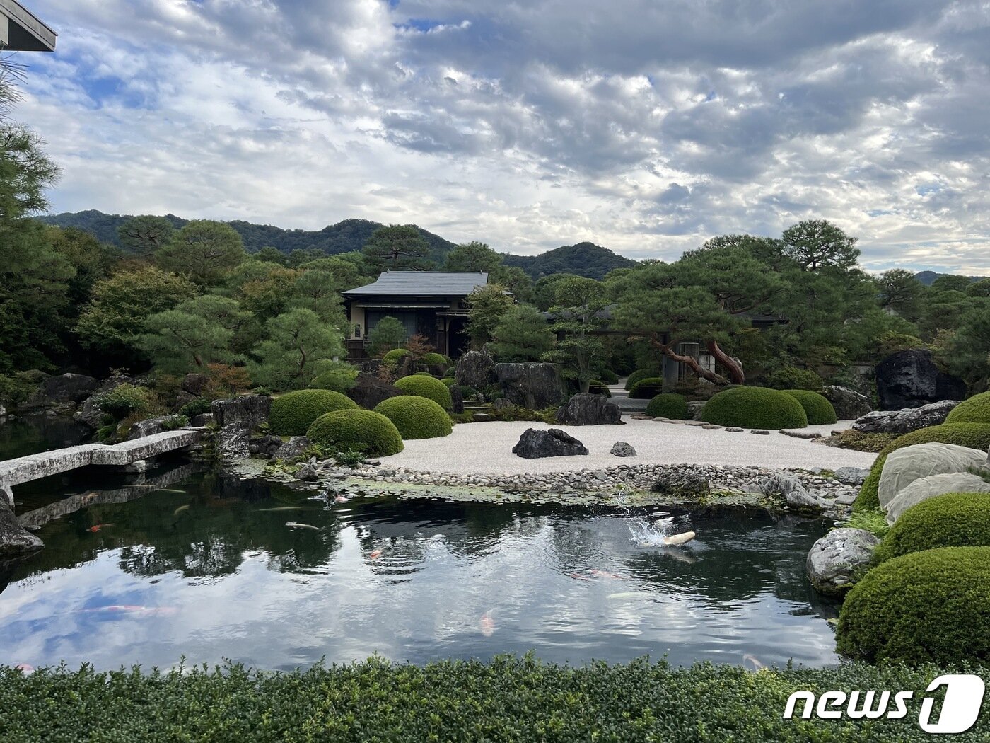 본문 이미지 - 연못에서 잉어가 뛰어오르는 모습. ⓒ 뉴스1