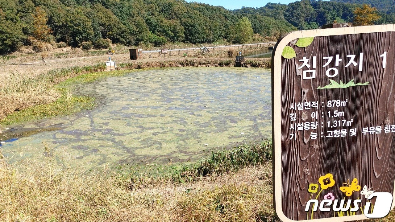 충북 옥천군 군북면 지오리 일대 서화천 생태습지내 침강지에 부유물과 녹조가 뒤엉켜 탐방객들의 눈살을 찌푸리게 하고 있다. /뉴스1 장인수 기자  