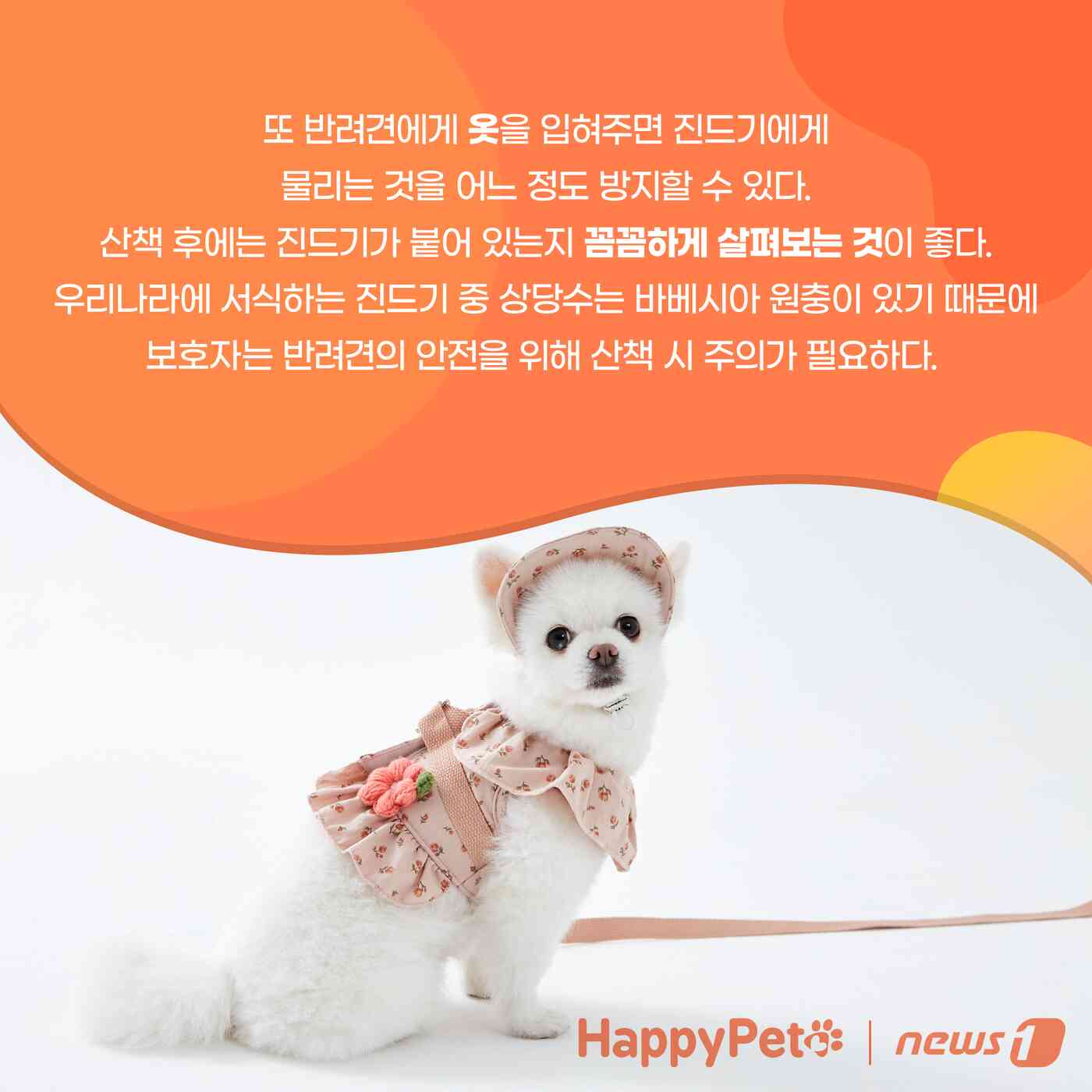 강아지 진드기 감염 펫카드