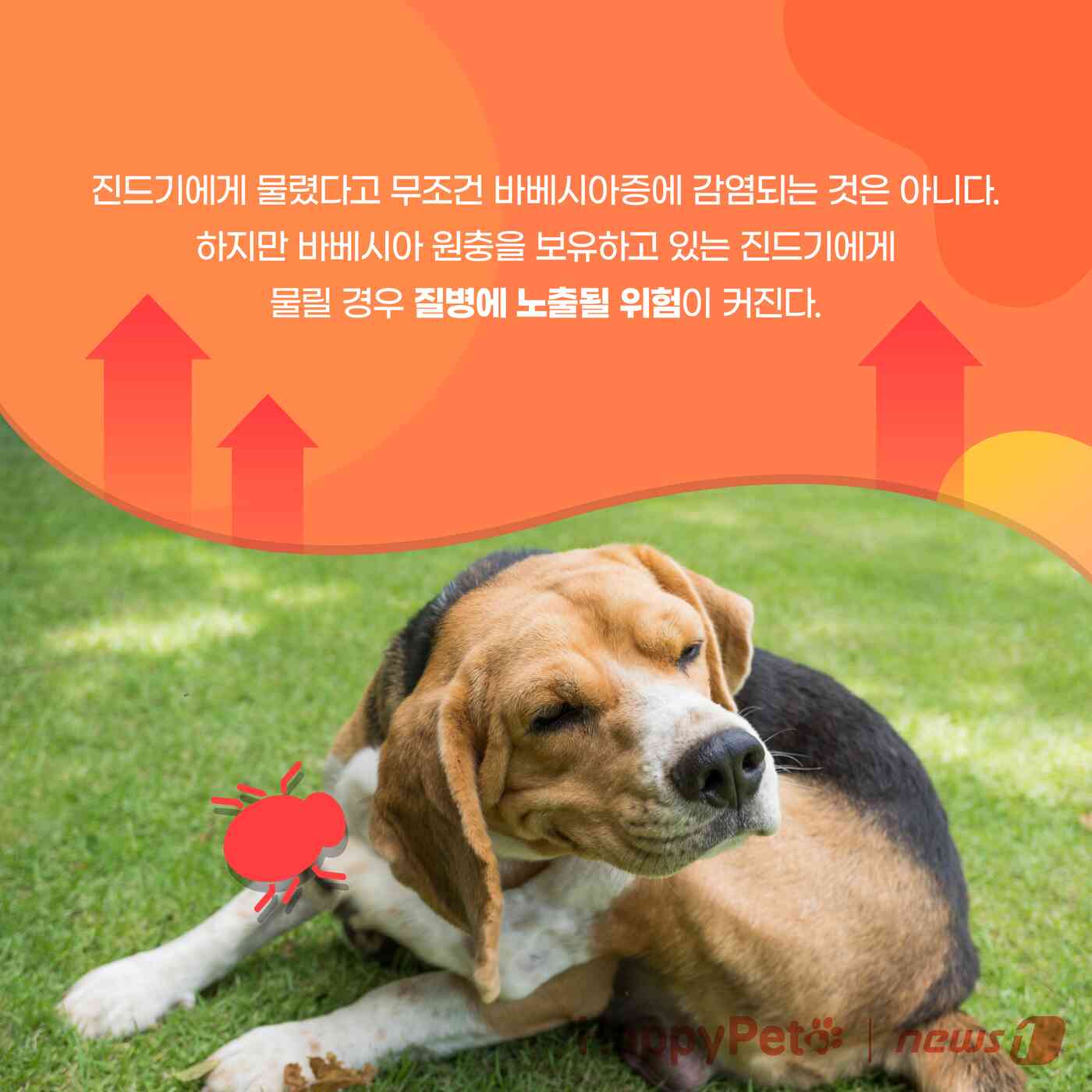 강아지 진드기 감염 펫카드