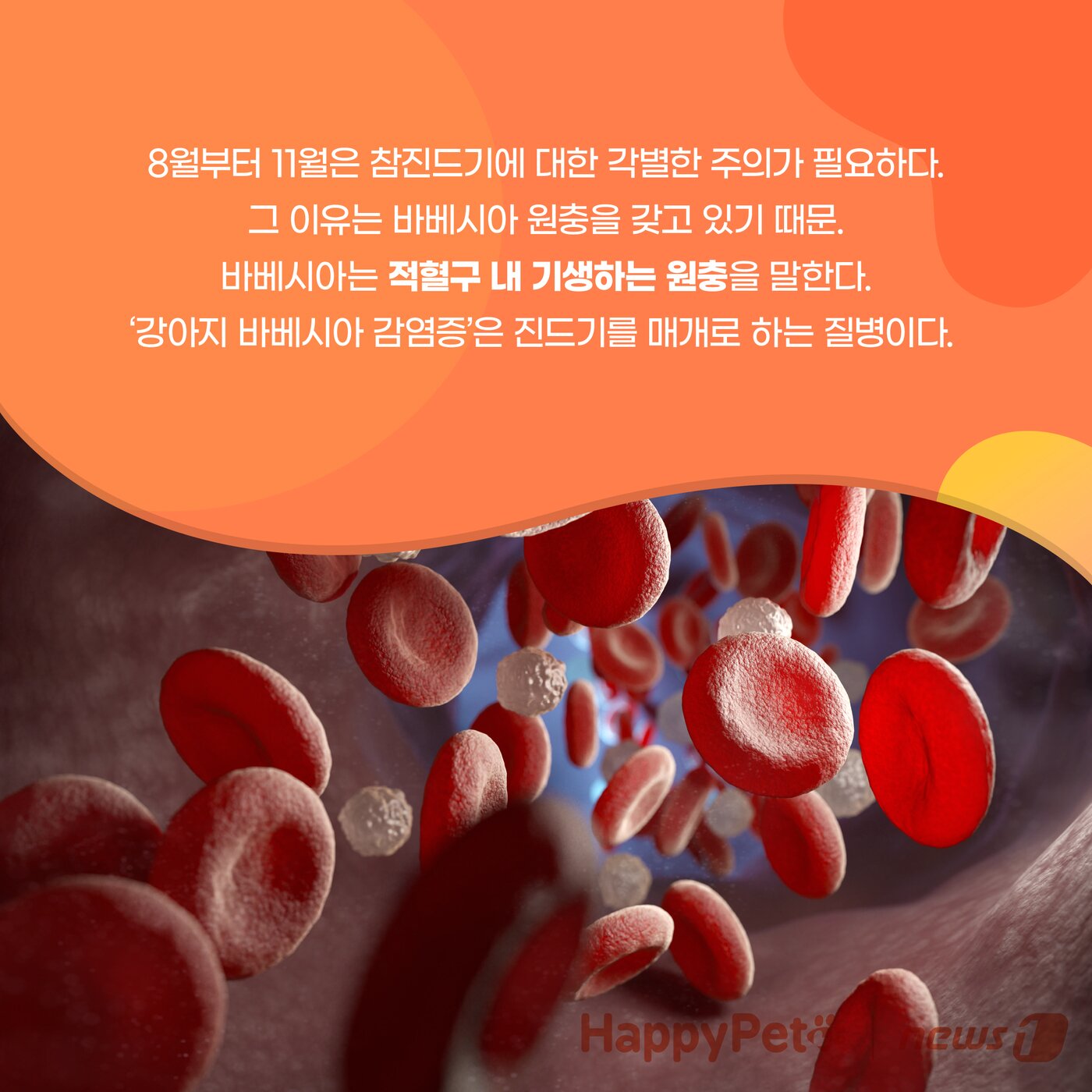 본문 이미지 - 강아지 진드기 감염 펫카드