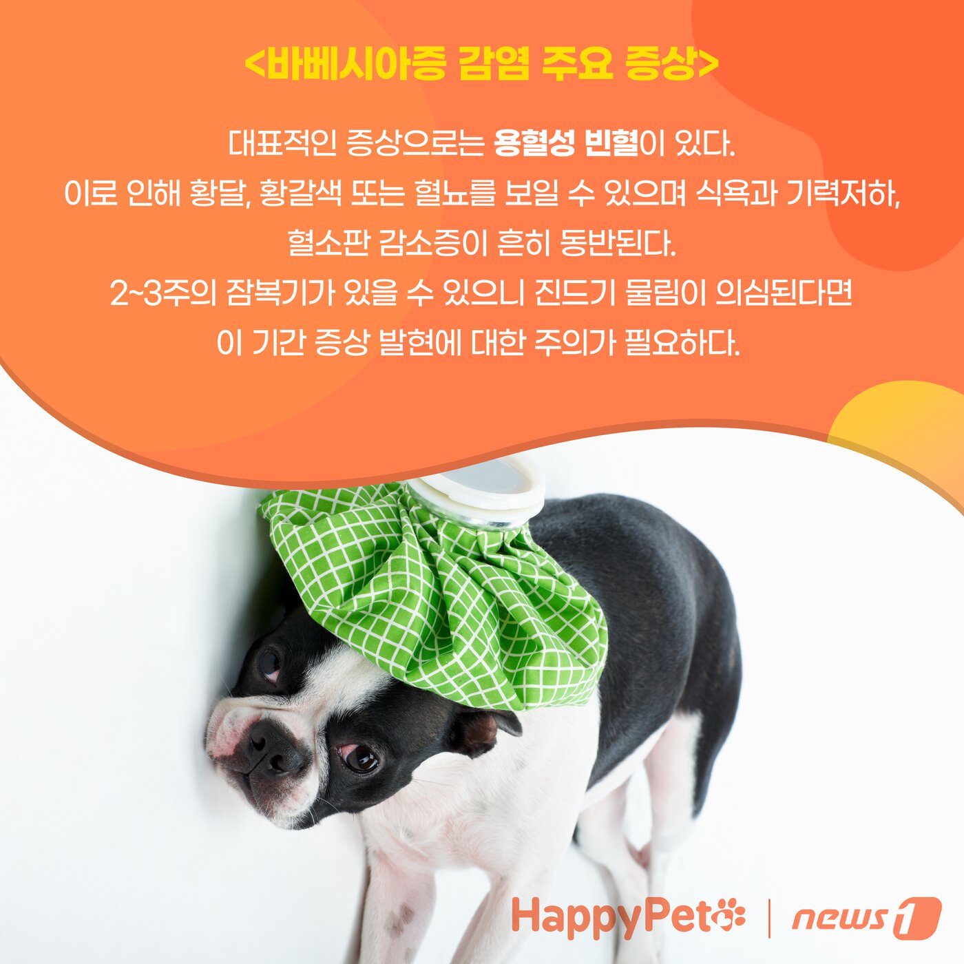 본문 이미지 - 강아지 진드기 감염 펫카드