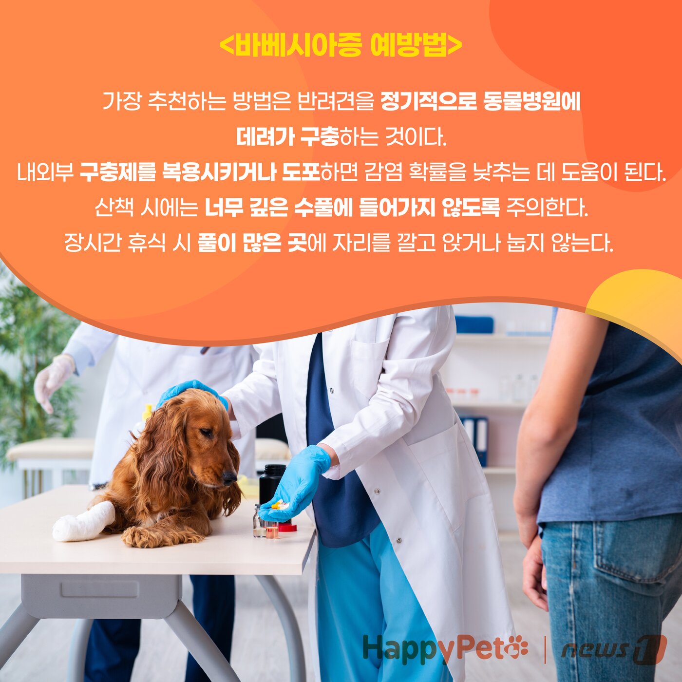 본문 이미지 - 강아지 진드기 감염 펫카드