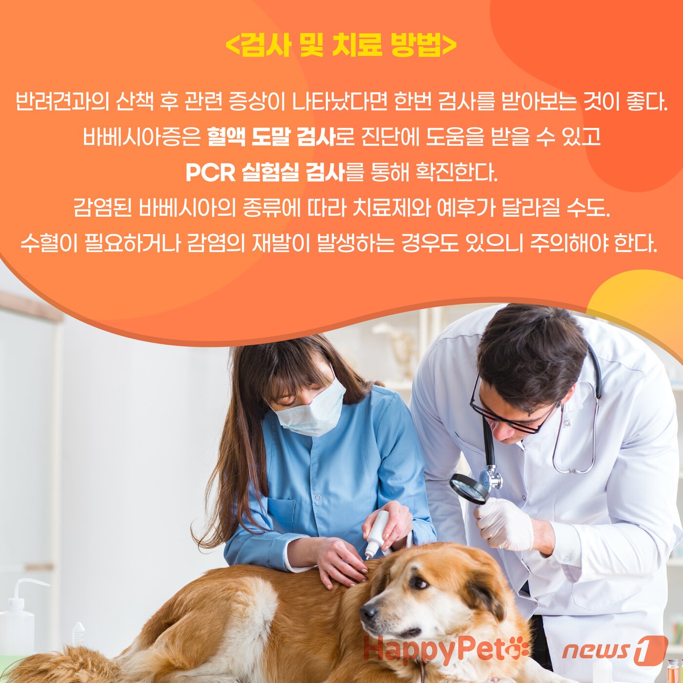 본문 이미지 - 강아지 진드기 감염 펫카드