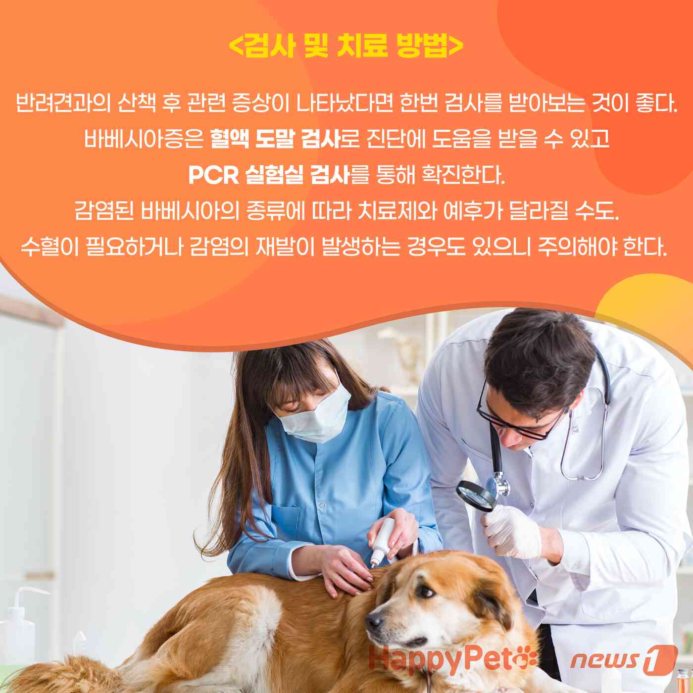 강아지 진드기 감염 펫카드
